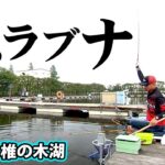 稲村順一がホーム・椎の木湖で夏のヘラブナ釣りを楽しむ 1/2 『ヘラブナギャラリー』【釣りビジョン】