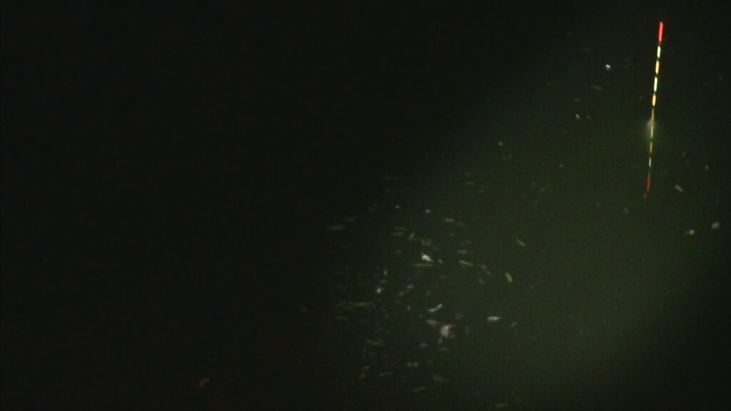 別所沼釣り映像2018.8.18.19.58