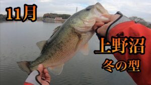 [バス釣り] 2022.11.20 上野沼で良型２本ゲットだぜ❣️2022.11.3 房総シリーズ三島湖編❣️
