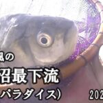 強風な中でハードな釣りでした！【びん沼　最下流（通称：パラダイス）】2022.11.24