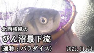 強風な中でハードな釣りでした！【びん沼　最下流（通称：パラダイス）】2022.11.24