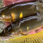 【鮎釣り】2025年鮎釣り解禁！大人が夢中になる夏が始まりました　高知県（物部川）