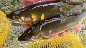 【鮎釣り】2025年鮎釣り解禁！大人が夢中になる夏が始まりました　高知県（物部川）