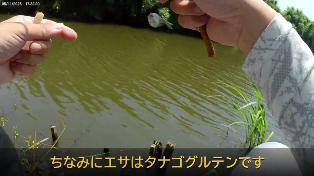 2025 5 20印旛沼でタナゴ釣り