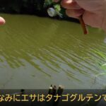 2025 5 20印旛沼でタナゴ釣り