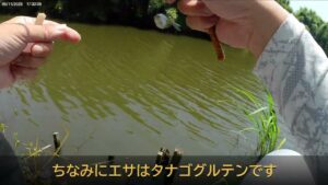 2025 5 20印旛沼でタナゴ釣り