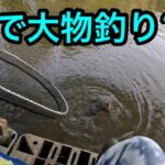 「沼で大物釣り」2025.4.19