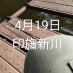 印旛沼水系　印旛新川バス釣り2025.4.19