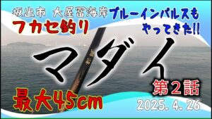 チヌ フカセ釣り 坂出市 大屋冨海岸 2025.4.26 第2話