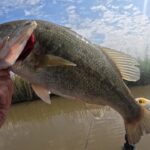 2025.5月【印旛沼水系バス釣り】代掻き濁りを攻略せよ😂