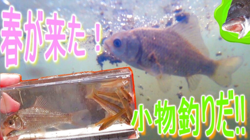 【2025年度】2025年度釣り初め！まずは手堅く小物から。【手賀沼 crucian carp】