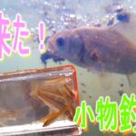 【2025年度】2025年度釣り初め！まずは手堅く小物から。【手賀沼 crucian carp】