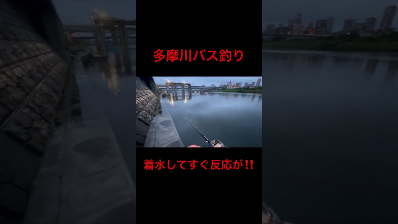 2025年3月29日多摩川バス釣り#多摩川バス釣り#バス釣り#バスフィッシング#bass fishing#バス釣り好きと繋がりたい#釣り好きと繋がりたい#釣り#jbac釣りチャンネル
