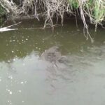 【タナゴ釣り 小物釣り】枯草に囲まれた緩い流れの川で小物釣り 2025年4月下旬