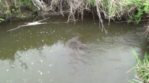 【タナゴ釣り 小物釣り】枯草に囲まれた緩い流れの川で小物釣り 2025年4月下旬