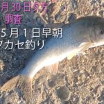 浜名湖の最深部で鱚（キス）調査とメジナ（グレ）のフカセ釣り　2025年4月30と2025年5月1日の連続釣行です