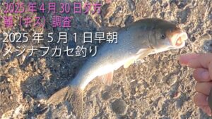 浜名湖の最深部で鱚（キス）調査とメジナ（グレ）のフカセ釣り　2025年4月30と2025年5月1日の連続釣行です