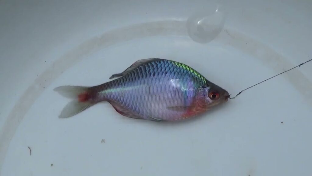 【小鮒釣り タナゴ釣り 小物釣り】高崎川の土手沿いの小さな用水路で小物釣り 2025年5月上旬