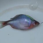 【小鮒釣り タナゴ釣り 小物釣り】高崎川の土手沿いの小さな用水路で小物釣り 2025年5月上旬