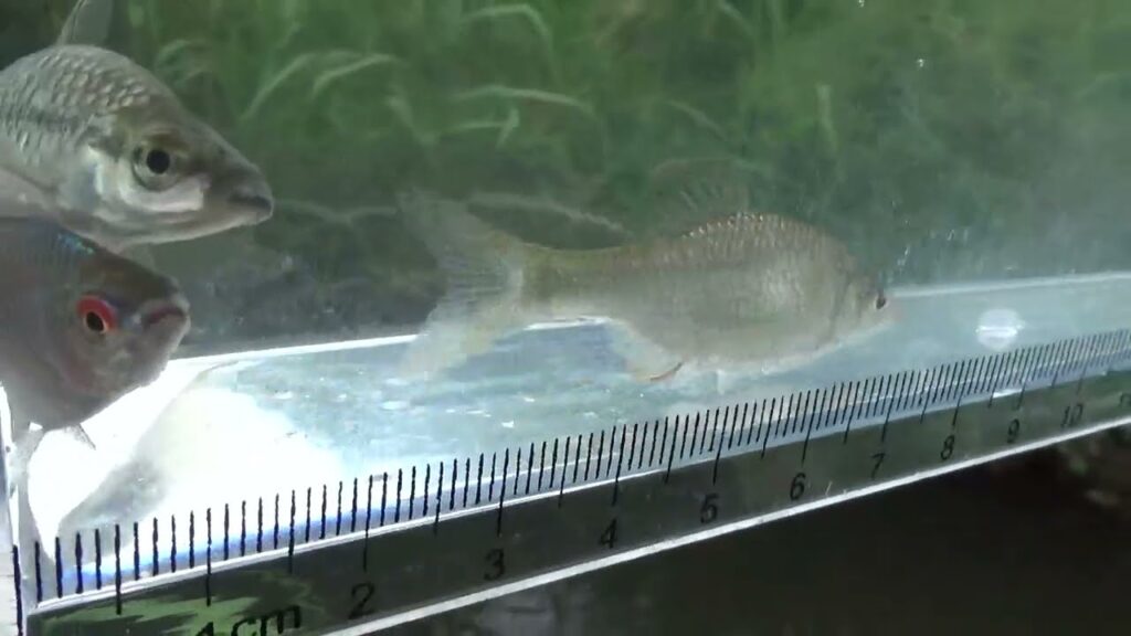 【タナゴ釣り 小物釣り】緩い流れの小さな川で小物釣り 2025年5月中旬