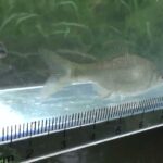 【タナゴ釣り 小物釣り】緩い流れの小さな川で小物釣り 2025年5月中旬