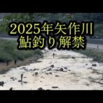 【鮎釣り】2025年5月11日矢作川鮎釣り解禁日