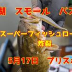 2025年5月17日　桧原湖　スモールマウスバス釣り　プリスポーンのバスが釣れ始まりましたね
