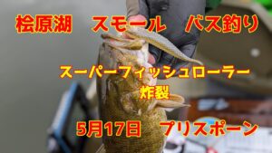 2025年5月17日　桧原湖　スモールマウスバス釣り　プリスポーンのバスが釣れ始まりましたね