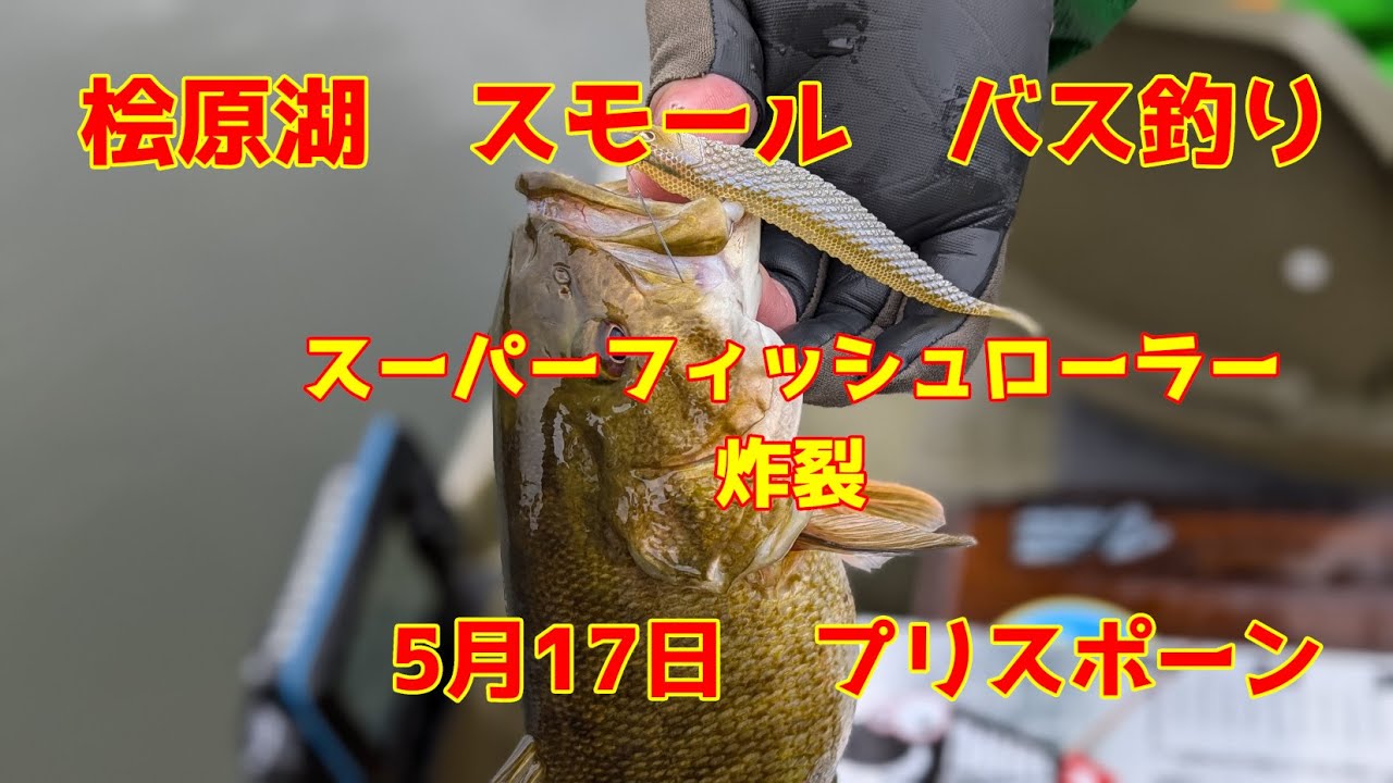 2025年5月17日 桧原湖 スモールマウスバス釣り プリスポーンのバスが釣れ始まりましたね