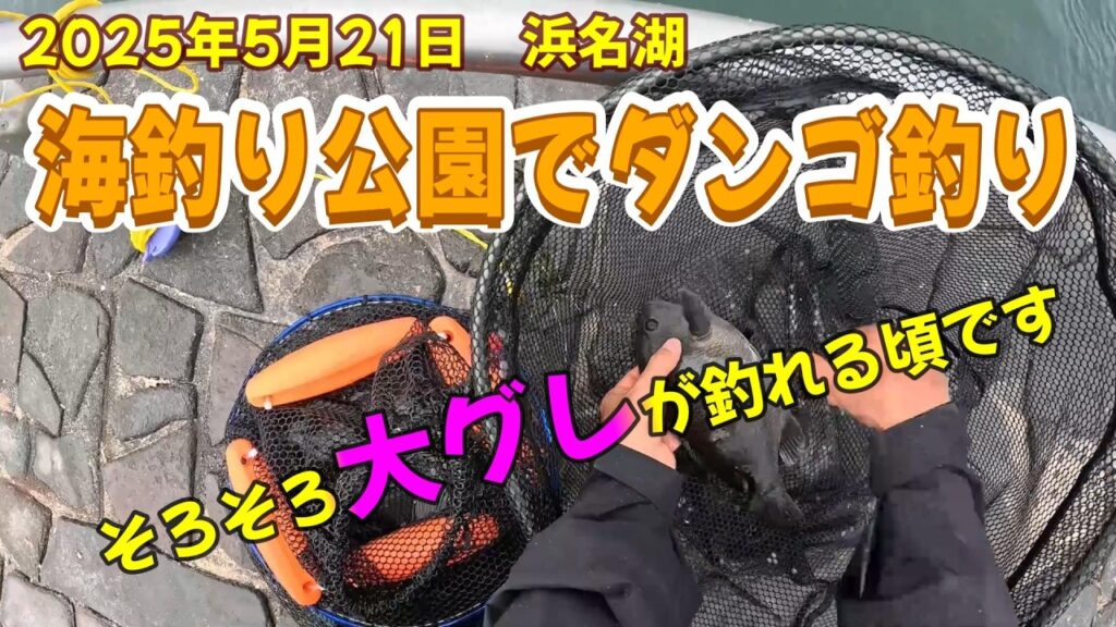 【浜名湖 釣り】2025年5月21日　浜名湖　海釣り公園でダンゴ釣り　そろそろ大グレが釣れる頃です