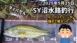 【釣行記⑮ 2025年5月25日】【ダイバゼル】肝心のバイトシーンがありません!短時間釣行でダイバゼルでグッドサイズ1本! #バス釣り #bassfishing #ダイバゼル