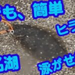 浜名湖で平目（ヒラメ）の泳がせ釣り　案外簡単です。普通に初心者歓迎の釣りです　2025年5月27日　サビキで餌を現地調達してのませ釣りでひらめを狙う。