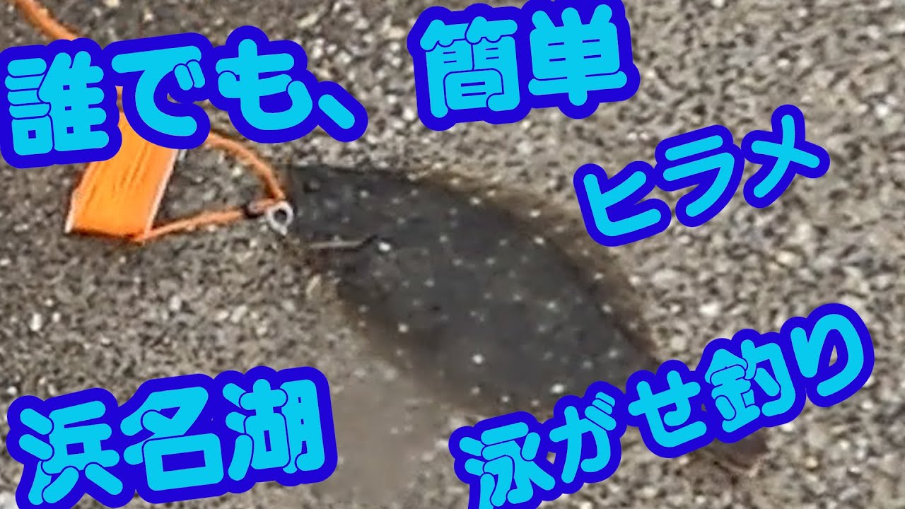 浜名湖で平目(ヒラメ)の泳がせ釣り 案外簡単です。普通に初心者歓迎の釣りです 2025年5月27日 サビキで餌を現地調達してのませ釣りでひらめを狙う。