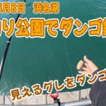 【浜名湖釣り】2025年5月8日　浜名湖　海釣り公園でダンゴ釣り　見えるグレをダンゴで釣る【ダンゴ釣り】