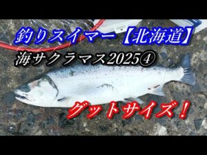 海サクラマス2025④~ルアーローテでサクラGET~