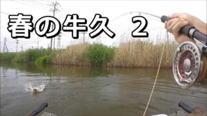 【水温24℃】春の牛久沼フライでバス釣り（２）