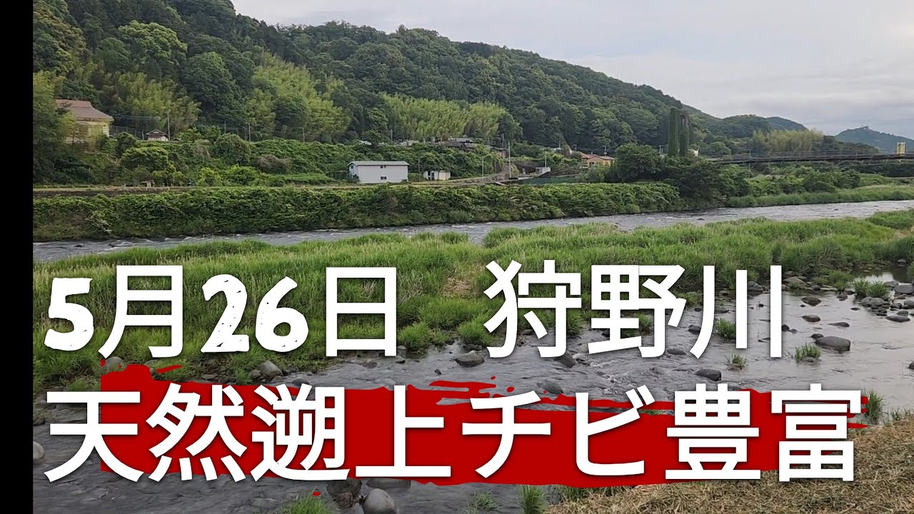 静岡県狩野川解禁3日目！