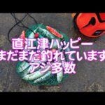 【直江津港第3東防波堤管理釣り場/直江津ハッピーフィッシング】尺アジ釣り 2025年 5月初旬