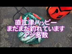【直江津港第3東防波堤管理釣り場/直江津ハッピーフィッシング】尺アジ釣り 2025年 5月初旬