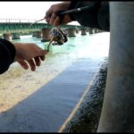 ［浜名湖］激流の水深30ｃｍを遊泳！？釣りあげてみる