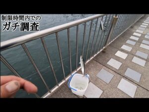 直近最速本日浜名湖で制限時間30分釣りしたら何匹釣れるのか！【浜名湖釣り】🎣