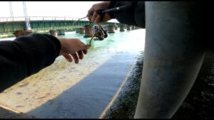 ［浜名湖］激流の水深30ｃｍを遊泳！？釣りあげてみる