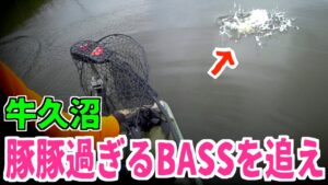 【バス釣り】40cm無いのに1キロ超え??牛久沼のブラックバスはやはり豚だった #バス釣り #牛久沼