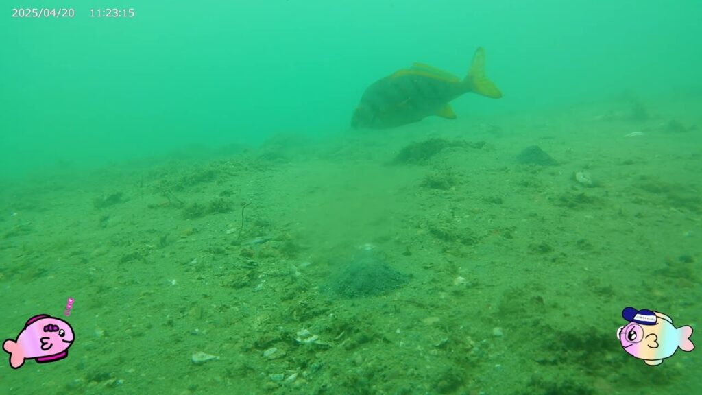 【浜名湖　釣り】海の中のホントのトコロ　４番堤防東端　水中映像　4/20