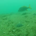 【浜名湖　釣り】海の中のホントのトコロ　４番堤防東端　水中映像　4/20