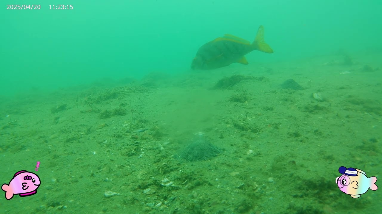 【浜名湖 釣り】海の中のホントのトコロ 4番堤防東端 水中映像 4/20