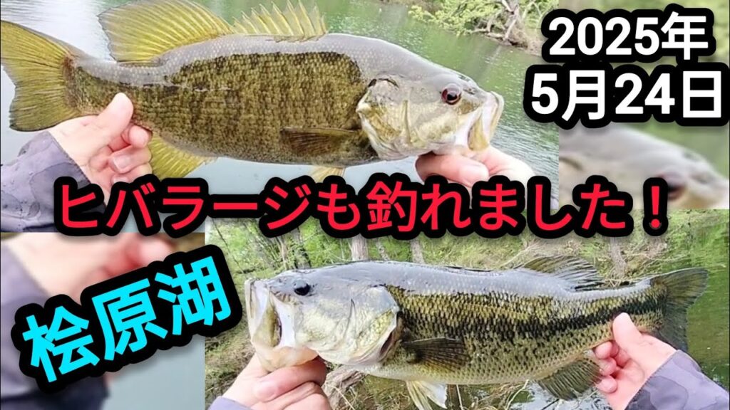 【桧原湖バス釣り】【5月下旬】ヒバラージも釣れました！
