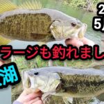 【桧原湖バス釣り】【5月下旬】ヒバラージも釣れました！