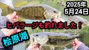 【桧原湖バス釣り】【5月下旬】ヒバラージも釣れました！