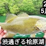 【桧原湖バス釣り】【5月末】渋すぎる桧原湖…